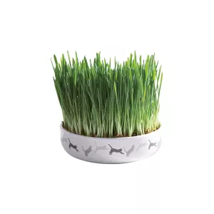 Keramická miska na trávu pro kočky 15x4cm, 50g travní semeno