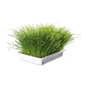 Jemná tráva pro kočku v misce TRIXIE 100 g