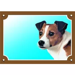 Barevná cedulka Pozor pes, Jack Russel terier