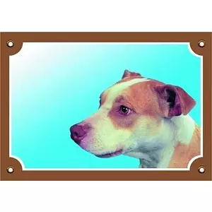 Barevná cedulka Pozor pes, Pitbullterier