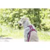 Postroj PREMIUM ACTIVE, sangria (S-M: 39-56 cm/ 15 mm)