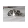 Plyšový méďa - hlava, s catnipem, 8 cm, různé barvy