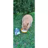 YOWUP Milk Hydratation Cats - mléko pro kočky 200 ml
